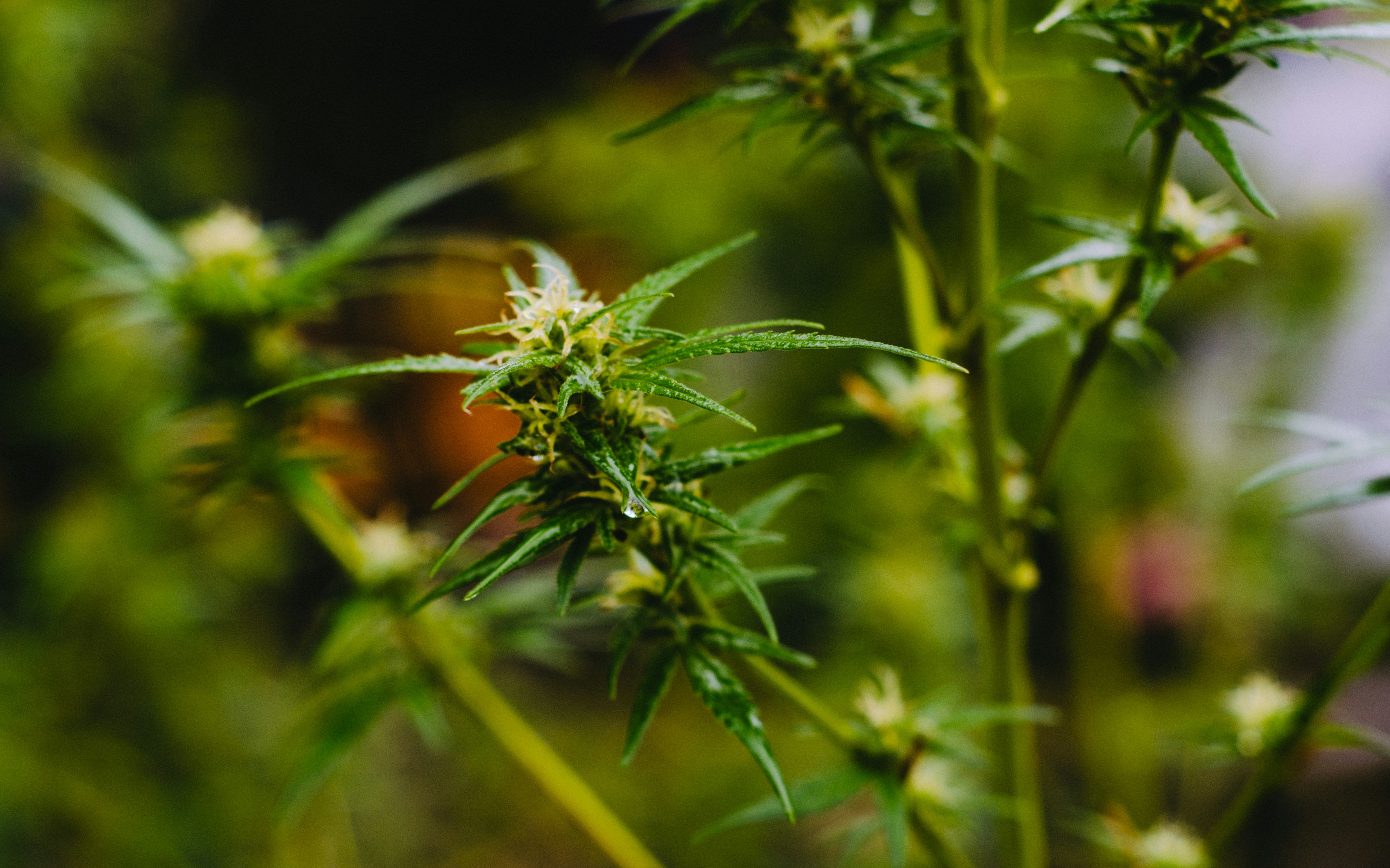 CBD - kas tai?